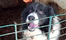 Border collie found abandoned in horsebox trailer at Scottish farm