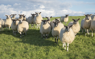 NSA members bring sheep farming into the classroom  