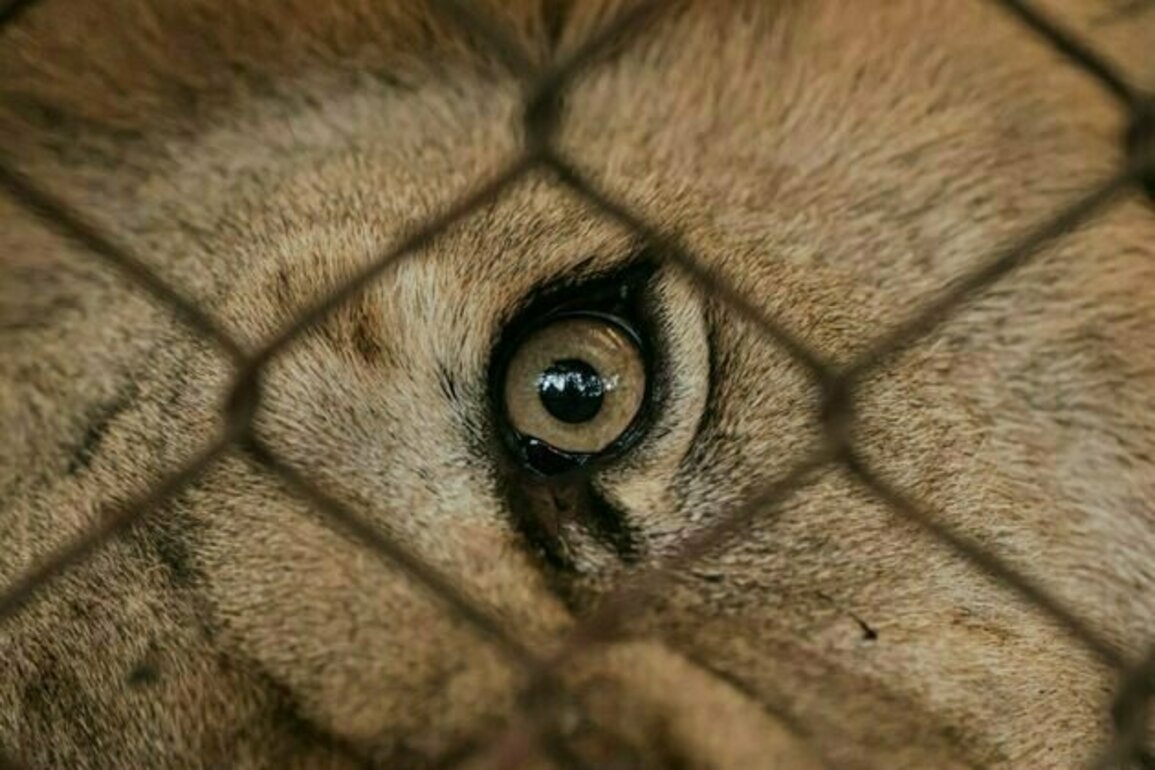 Queensland's horrific lion attack shows wild animals should not be kept for our amusement