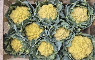 'Flexible routes to market' crucial as extreme weather drives surge in 'wonky' fruit and veg