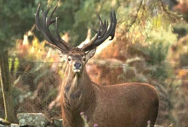 Ireland's largest stag, at 550 pounds, photographed in Killarney