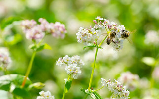 What are the financial and environmental benefits of bees to farmers?