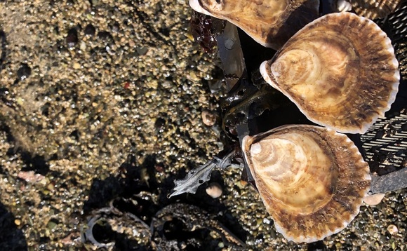 Could oysters help improve UK water quality?