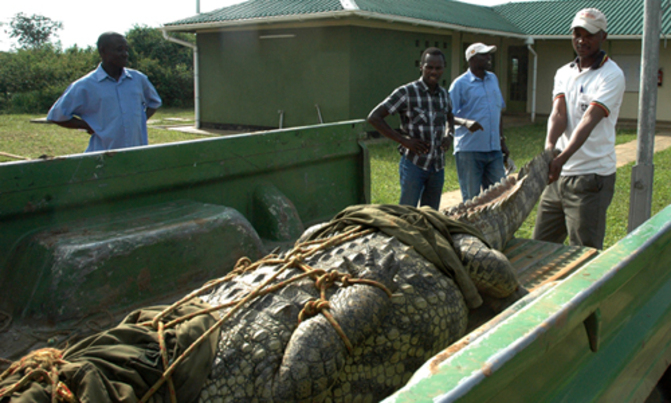 UWA transfers 600kg crocodile from Rubirizi UWA transfers 600kg crocodile from Rubirizi