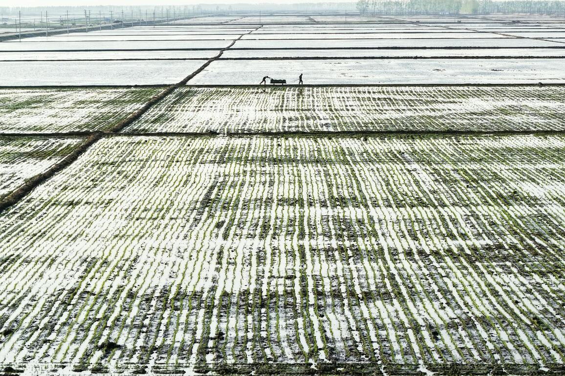 #CHINA-HEILONGJIANG-HARBIN-RICE-TRANSPLANTING (CN)