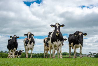 Dairy farmers need to take the opportunities when they come after year of extremes