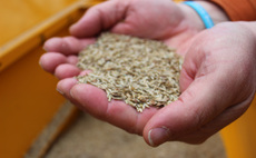 Why trade system turbulence is threatening seed security