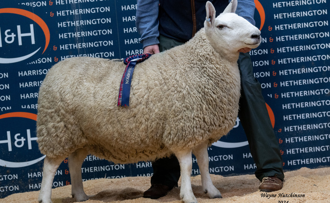 Park champion from the Kinaldy flock which sold for £2,000