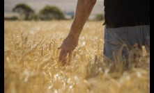  Managing risks in grain contracts is an important consideration for producers.