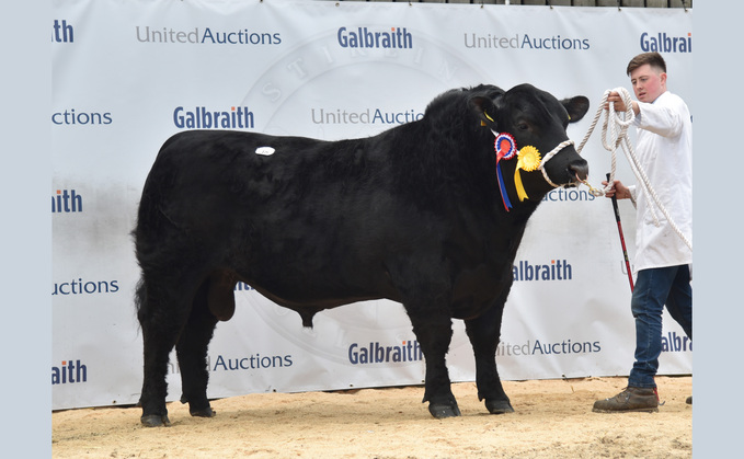 Idvies Pink Profit Z149, from Alastair and Graeme Fraser, Forfar, which sold for 32,000gns.