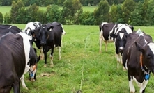 Dairy webinars now online