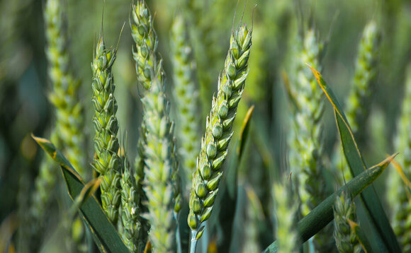 Septoria question over wheat varieties with Cougar parentage
