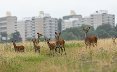 'Our trees and native wildlife are under huge strain': Defra unveils deer culling plan in bid to save woodland