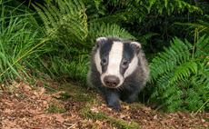 Farming Minister hints at rethink on badger cull phase out