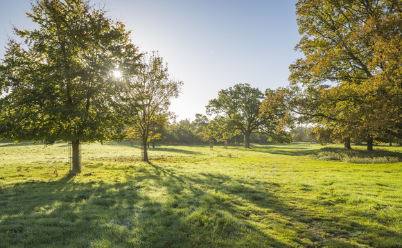 Parkland at Wimpole Estate, Cambridgeshire | Credit: National Trust