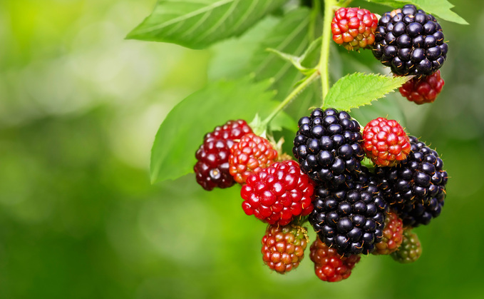 Blackberry growers celebrate strong harvest