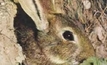 Rabbit control saves billions: report