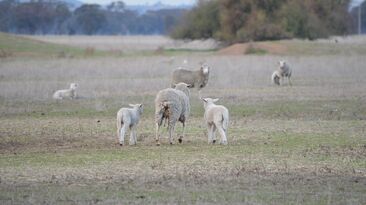 Lambing can be difficult in tight seasonal conditions so planning ahead is important. 