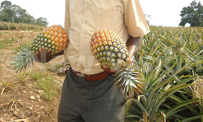 Prices of pineapples drop, watermelon up Prices of pineapples drop, watermelon up