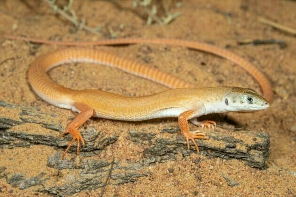 Surprise results in search for South African lizard species that have been missing for decades