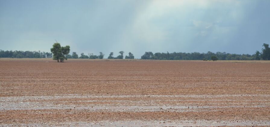 Rain has provided a favourable beginning to the season in multiple regions across Australia. 
