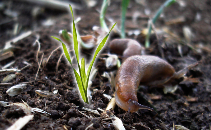 Defra is looking for farmers to join a new AI trial to curb slug damage