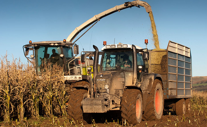 DAIRY SPECIAL: Challenging year for maize growers