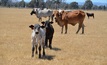 Live sheep trade shutdown announcements sparks fears cattle could be next. Credit: Mark Saunders.