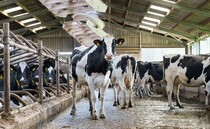 51AVƵvet's tips to tackling heat stress in dairy herds