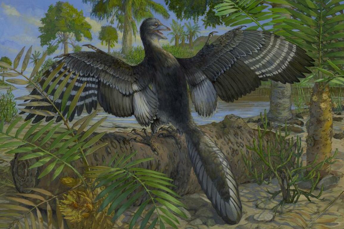 Chinese-American research team reveals new details about world's "original bird"