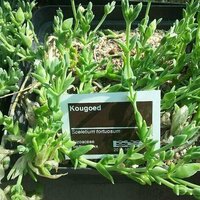South African hunters chewed the kanna plant for endurance: new study tests its effects on mouse brain chemistry