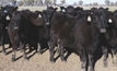 Australian heifers wanted in China