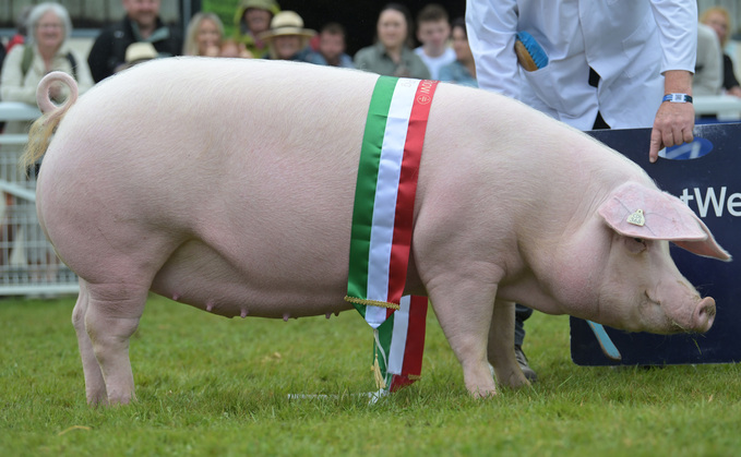 Overall pig champion and Welsh champion, Clowen Model 42, from Julian Collins, Cornwall.