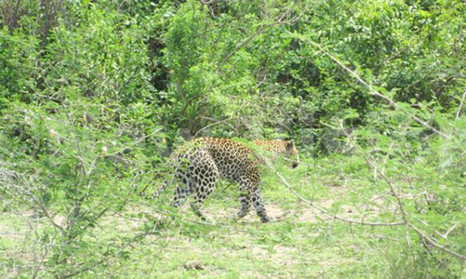 Baby killed by leopard at Queen Elizabeth National Park Baby killed by leopard at Queen Elizabeth National Park