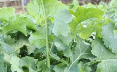 Farm trials highlight OSR development differences