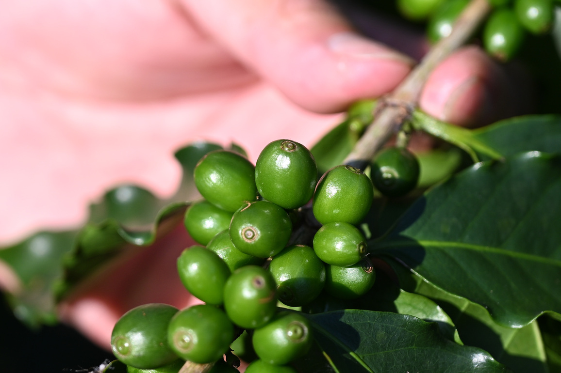 CHINA-GUANGDONG-JIANGMEN-COFFEE INDUSTRY (CN)