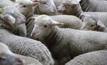Animal cruelty lands stock agent in court