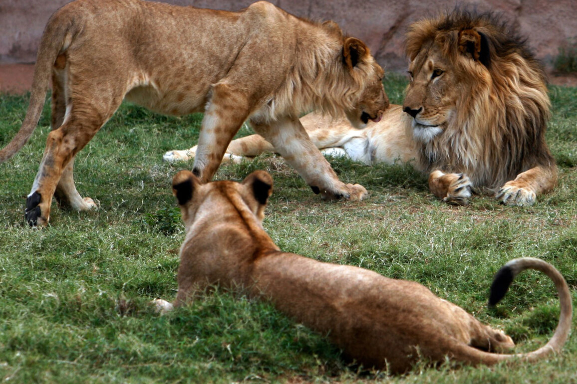 Al Ain Zoo records 390 animal births in 2025
