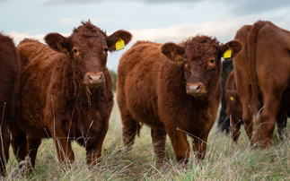 Project sees AMP grazing reduce input costs and improve productivity