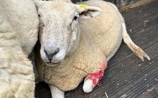 Owner banned from dog walking near livestock after admitting to repeated offences