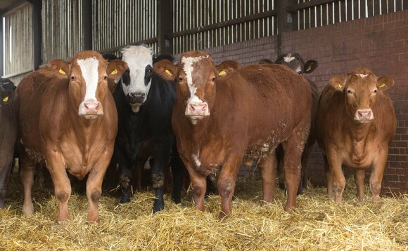 Fierce competition for prime beef sees prices 'soar' despite reduction in UK cattle numbers