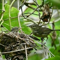 The chicks are alright: what songbirds can teach us about divorce and moving on