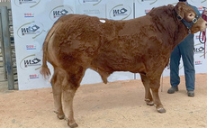 Sarkley herd tops Limousin trade at Welshpool