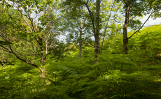 Utility Warehouse to fund three-year drive to restore Dartmoor's temperate rainforest