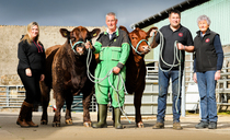 Scottish family who made history at Royal Highland Show get ready for Stirling Bull Sales