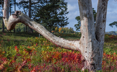 West Midlands Mayor urges businesses to back £150m nature recovery plan