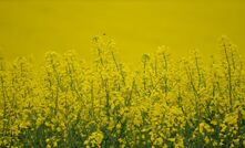Canola could be among many crops used for fuel production in Australia.