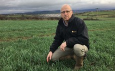 Crop Walk with Simon Nelson: Autumn rains and heavy frosts have left their mark