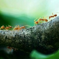 Hold up, humans. Ants figured out medicine, farming and engineering long before we did