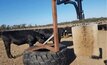A pilot research project has shown feedlot cattle might be better off with a brush.